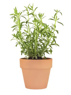 pot of herbs