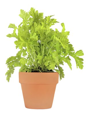 parsley